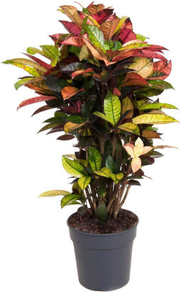 Goed & Groen - Codiaeum Mrs Iceton - ↨ 100cm - Potmaat 27 - Kwaliteit Planten - Kamer Plant - Kamerplanten - Sfeer