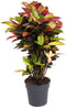 Goed & Groen - Codiaeum Mrs Iceton - ↨ 100cm - Potmaat 27 - Kwaliteit Planten - Kamer Plant - Kamerplanten - Sfeer