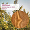 LOT by nature Olijfhouten Snijplank - 40 cm - Sapgeul - Houten