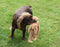 Multipet Swinger Baviaan - 36X16 CM