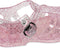 Konges Sløjd Nea Zomersandalen/Kindersandaal - Glitter Rose - Maat 31