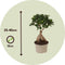 Plant in a Box - Ficus Ginseng - Set van 4 - Japanse Bonsai Kamerplanten - Pot 15cm - Hoogte 35-40cm