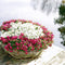 Plants by Frank | set van 6 Parelbes planten | 6x Pernettya mucronata roze | 6x roze | 12 cm Ø | 20 cm hoog | winterharde planten | tuinplanten | planten