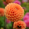 Plant in a Box - Dahlia 'Sylvia' - set van 3 - zomerbloeiers - dahliaknollen - tuinbloemen - Oranje