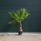 Mexicaanse Waaierpalm Wasthingtonia Robusta - 40-50 cm Stamhoogte
