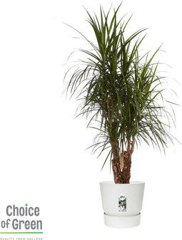 Dracaena Marginata in Elho® Greenville pot White ↨ 130cm - hoge kwaliteit planten