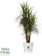 Dracaena Marginata in Elho® Greenville pot White ↨ 130cm - hoge kwaliteit planten
