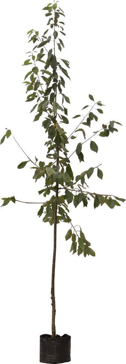 Prunus a. 'Stella' | Prunus a. 'Stella' 10-14 cm | Bomenbezorgd.nl