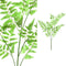 PTMD Fern Plant Varen Kunsttak - 62 x 42 x 154 cm - Groen