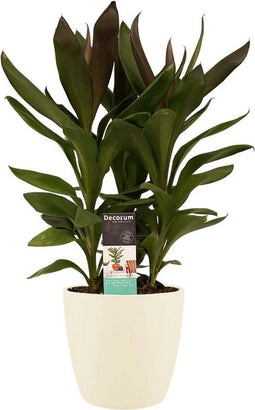 Decorum Cordyline Glauca met Elho brussels soap – ↨ 60cm – ⌀ 19cm