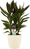 Decorum Cordyline Glauca met Elho brussels soap – ↨ 60cm – ⌀ 19cm