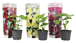 Plant in a Box - Alcea rosea - Mix van 3 - 'Spring celebrities' - Rood, geel, paars - Pot 9cm - Hoogte 25-40cm