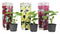 Plant in a Box - Alcea rosea - Mix van 3 - 'Spring celebrities' - Rood, geel, paars - Pot 9cm - Hoogte 25-40cm