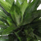 Choice of Green - Dracaena Janet Lind in Greenville Elho® pot wit - Hoogte 100 cm - Diameter pot 27 cm