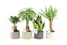 Amazone Mix in Classic Stone