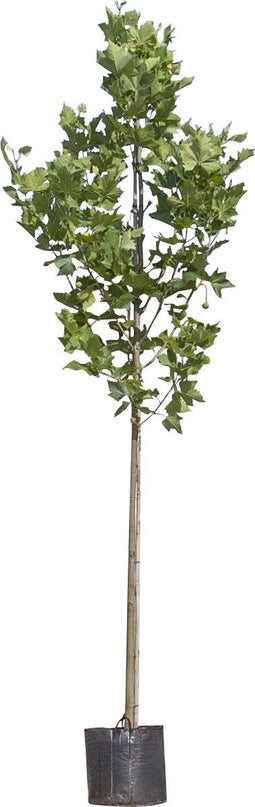 Plataan hoogstam 400 cm | Platanus hispanica 14-18 cm | Bomenbezorgd.nl