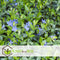Plant in a Box - Vinca Minor - Set van 2 - Kleine Maagdenpalm - Bloeiende tuinplanten - Pot 17cm - Hoogte 25-40cm