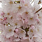 Japanse zuil sierkers | Prunus serr. 'Amanogawa' 20-40 cm| Bomenbezorgd.nl
