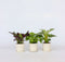 Plant in a Box - Home Mix - Mix van 3 - Philodendron, Syngonium & Ctenanthe - Makkelijk te verzorgen kamerplanten - Pot 12cm - Hoogte 25-40cm