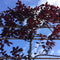 Sierpruim als leiboom Prunus cerasifera Nigra h 300 cm st. omtrek 6...