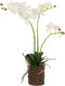 J-Line plant Orchidee In Aarde - kunststof - wit/groen - medium