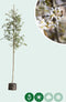 Gewone krentenboom | Amelanchier lamarckii 10-14 cm | Bomenbezorgd.nl