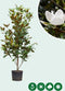Magnolia grandiflora solitair | Magnolia grandiflora ‘Galissonière’ 150-175 hoog| Bomenbezorgd.nl