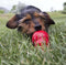 KONG Classic - Snackbal Hondenspeelgoed - Kauwinstinct - Rood - Maat L