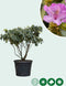 Rhododendron Catawbiense grandiflorum XXL | Rhododendron 'Catawbiense grandiflorum' XXL | Bomenbezorgd.nl