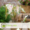 Caladium Gingerland 'Angel Wings' - Tropische kamerplant - Pot 12cm - Hoogte 25-40cm