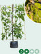 Haagbeuk haagelement Carpinus betulus 180 cm