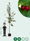 Prunus a. 'Stella' | Prunus a. 'Stella' 10-14 cm | Bomenbezorgd.nl