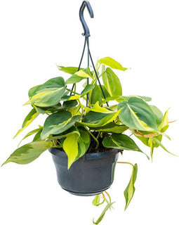 Philodendron scandens 'Brasil' (hangplant) – ↨ 30cm – ⌀ 15cm