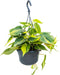 Philodendron scandens 'Brasil' (hangplant) – ↨ 30cm – ⌀ 15cm