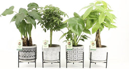 Jungle Mix in Standing Rustique - Set van 4 - Bakker Mondo - Combibox- Hoogte 40 cm