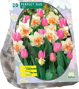 Baltus - Perfect Duo Narcissus Tulipa per 20 bloembollen