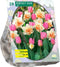 Baltus - Perfect Duo Narcissus Tulipa per 20 bloembollen