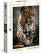 Clementoni - Puzzel - 1000 Stukjes - Walk of the Jaguar - Puzzel Voor Volwassenen - High Quality Collection