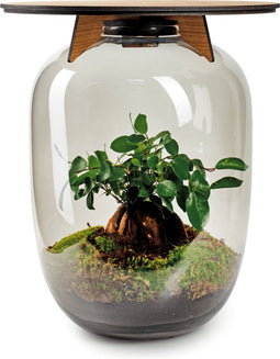 Terrarium | Eiken Tafel | Bonsai plant | Grijs glas | ↑55cm -Ø35cm