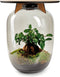 Terrarium | Eiken Tafel | Bonsai plant | Grijs glas | ↑55cm -Ø35cm