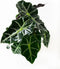 Alocasia Polly