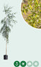 Treurberk | Betula pen. 'Tristis' 6-10 cm 160-180 cm| Bomenbezorgd.nl