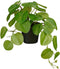 Mica Decorations Kunstplant Pilea - 40x22x23 cm - foam - Groen