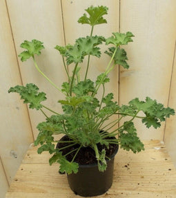 3 stuks! Citroen geranium