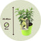 Plant in a Box - Hydrangea paniculata 'Bobo' - Set van 2 - Verkleurende pluimhortensia winterhard - Pot 19cm - Hoogte 25-40cm