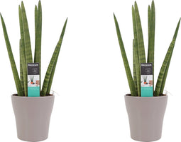 Goed & Groen - Decorum Duo Sansevieria Cylindrica met sierpot Anna taupe - ↨ 35cm - Potmaat 12 - Kwaliteit Planten - Kamer Plant - Kamerplanten - Sfeer