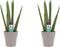 Goed & Groen - Decorum Duo Sansevieria Cylindrica met sierpot Anna taupe - ↨ 35cm - Potmaat 12 - Kwaliteit Planten - Kamer Plant - Kamerplanten - Sfeer