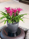 LECHUZA CLASSICO PREMIUM LS 35 - Plantenbak - met uitneembare binnenbak en bewateringssysteem - zilver metallic