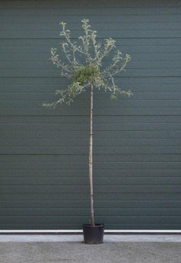 Bomenbezorgd.nl - Boom - Wilgbladige Treur Sierpeer laagstam - Totaalhoogte 200-300 cm (6-10 cm stamomtrek) - ''Pyrus salicifolia Pendula''