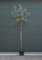 Bomenbezorgd.nl - Boom - Wilgbladige Treur Sierpeer laagstam - Totaalhoogte 200-300 cm (6-10 cm stamomtrek) - ''Pyrus salicifolia Pendula''